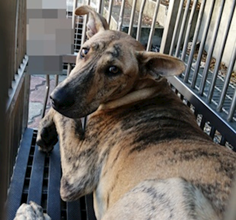 臺中市動物之家南屯園區,編號:422127, 混種犬          