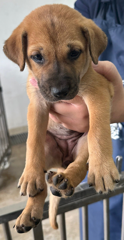 花蓮縣狗貓躍動園區,編號:410046, 混種犬          