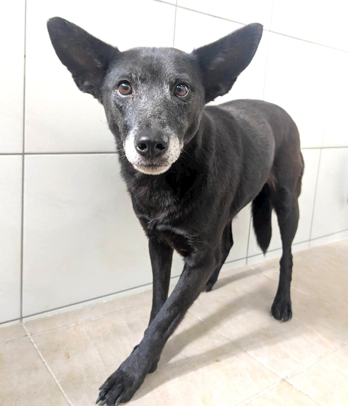 新竹縣動物保護教育園區,編號:437338, 混種犬          