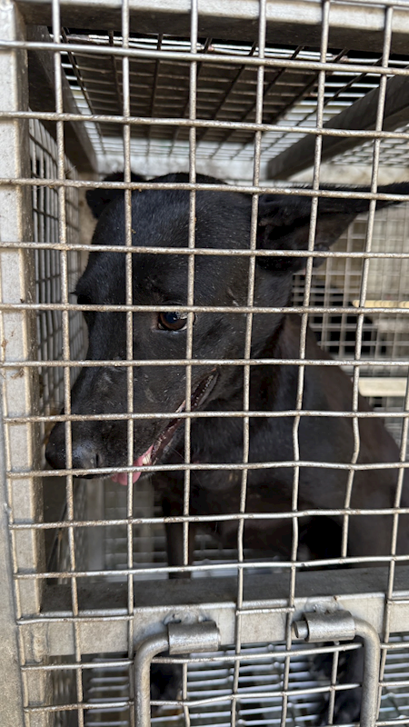 臺南市動物之家善化站,編號:437486, 混種犬          