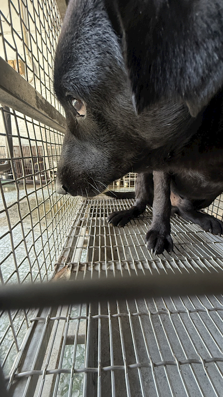 臺南市動物之家善化站,編號:437480, 混種犬          