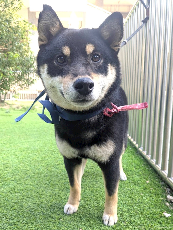 新竹縣動物保護教育園區,編號:437525, 柴犬                  