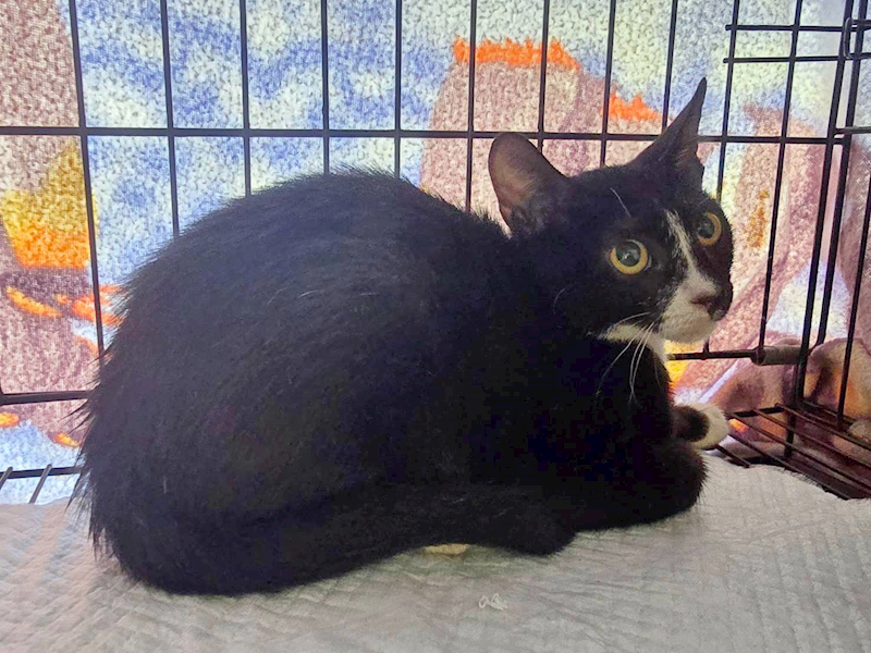 臺北市動物之家,編號:418805, 混種貓                 