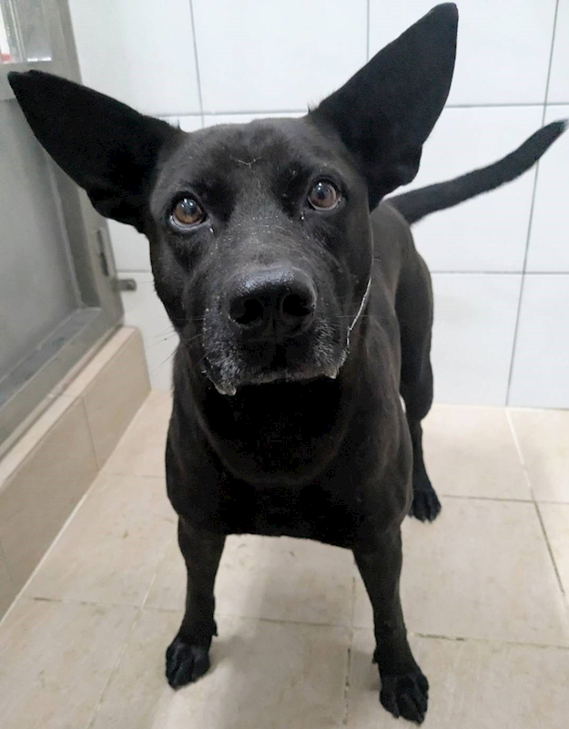 新竹縣動物保護教育園區,編號:437340, 混種犬          