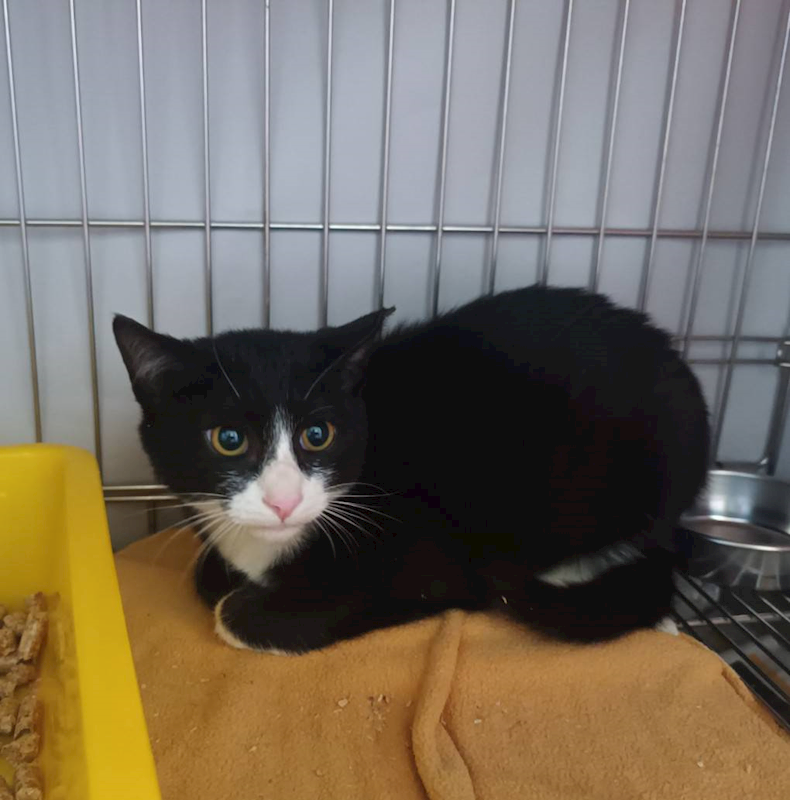 新北市板橋區公立動物之家,編號:437513, 混種貓                 