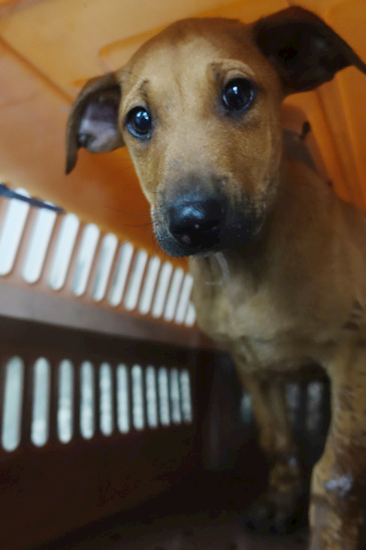 宜蘭縣流浪動物中途之家,編號:437451, 混種犬          