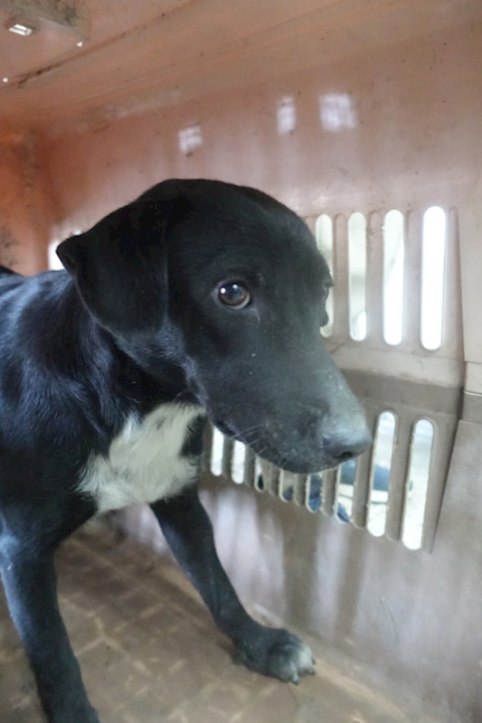 宜蘭縣流浪動物中途之家,編號:437457, 混種犬          