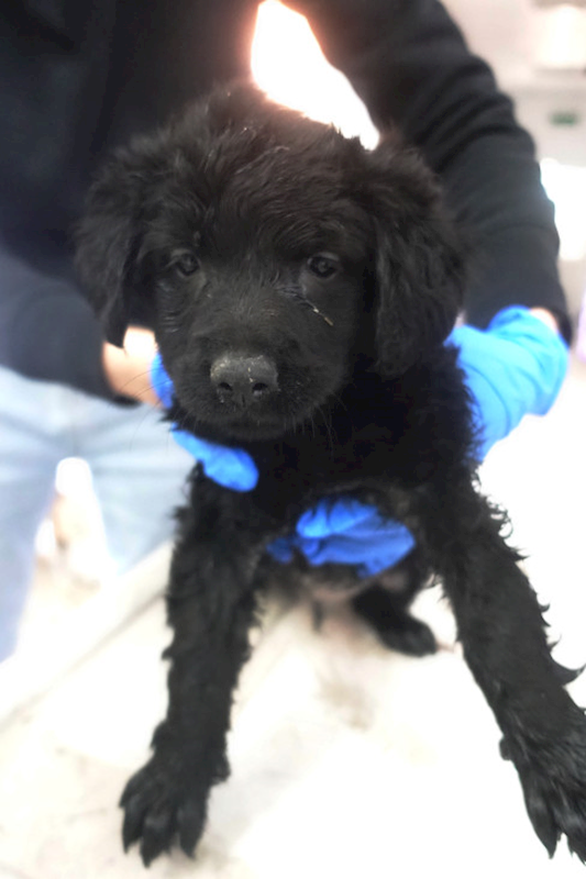 宜蘭縣流浪動物中途之家,編號:437459, 混種犬          