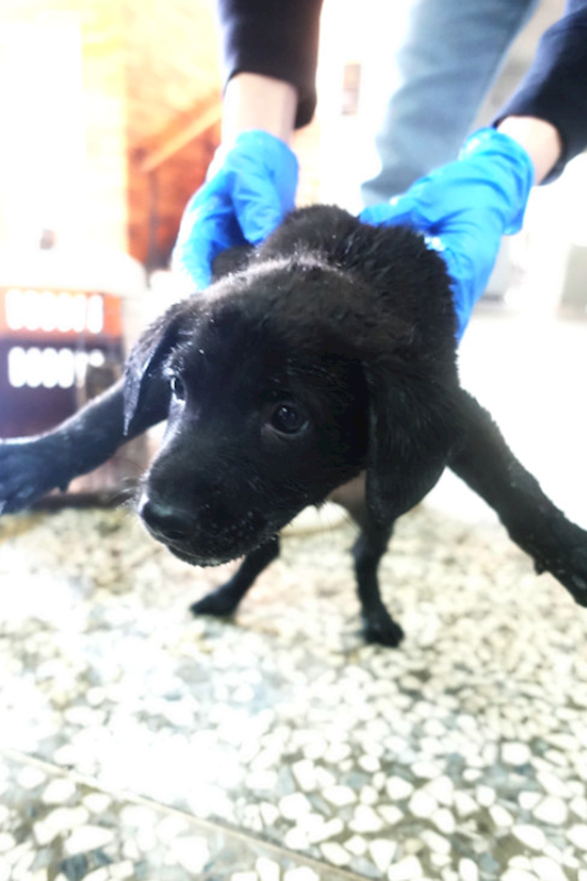 宜蘭縣流浪動物中途之家,編號:437461, 混種犬          