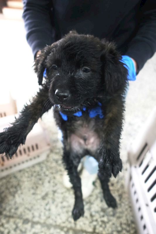 宜蘭縣流浪動物中途之家,編號:437463, 混種犬          