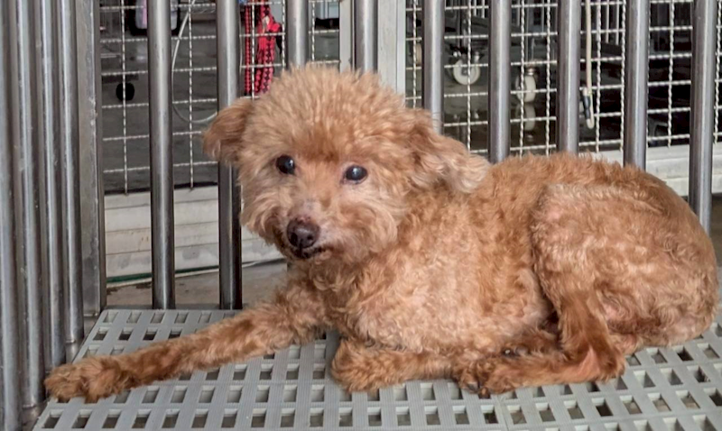 花蓮縣狗貓躍動園區,編號:435215, 貴賓犬        