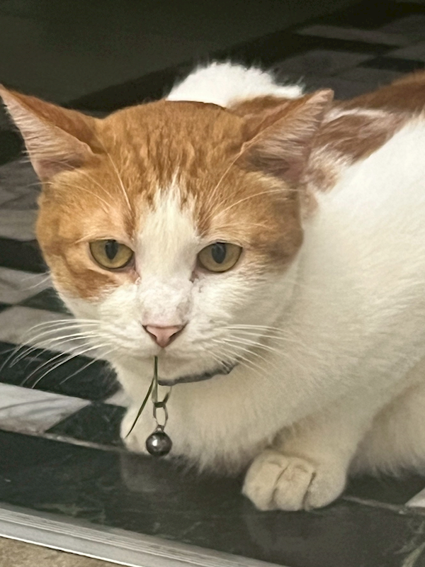 新北市板橋區公立動物之家,編號:419363, 混種貓                 