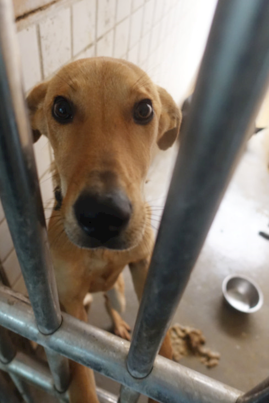 宜蘭縣流浪動物中途之家,編號:437372, 混種犬          