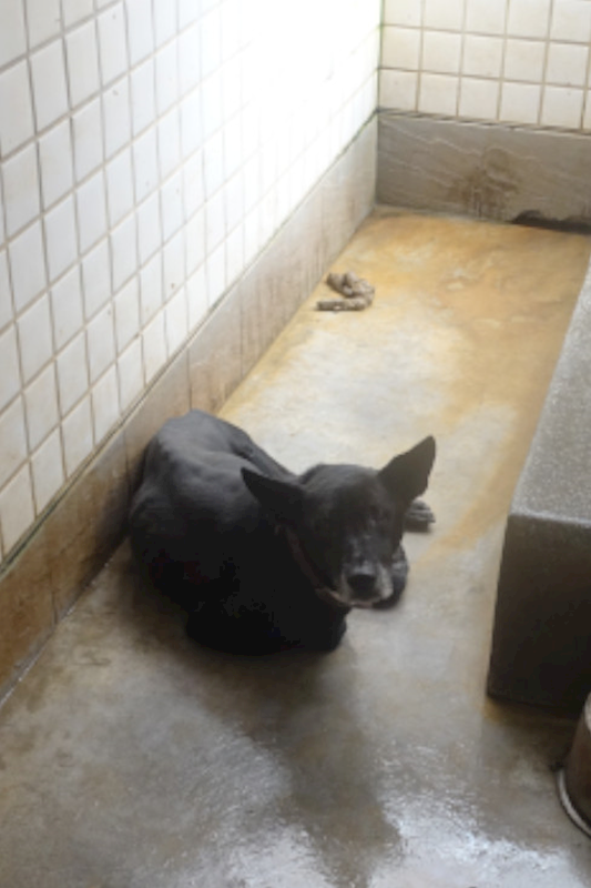 宜蘭縣流浪動物中途之家,編號:437361, 混種犬          