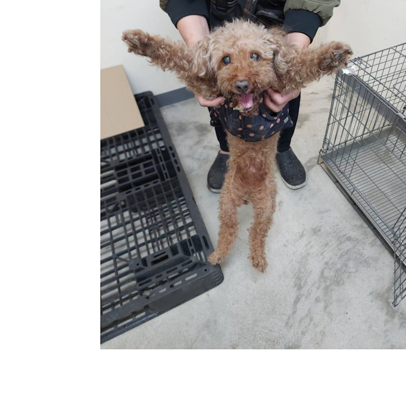 新北市五股區公立動物之家,編號:437348, 貴賓犬        