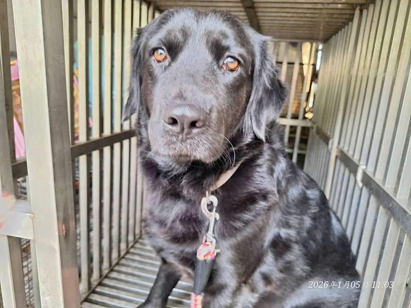 基隆市寵物銀行,編號:437381, 混種犬          