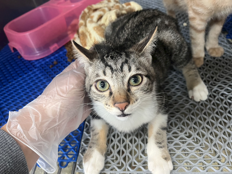 桃園市動物保護教育園區,編號:435503, 混種貓                 