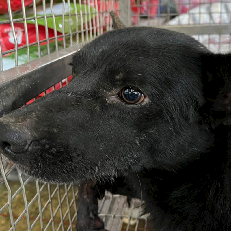 臺南市動物之家善化站,編號:434678, 混種犬          