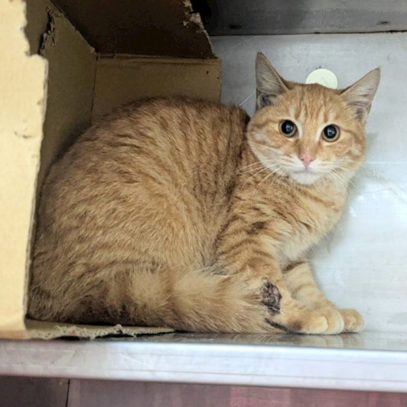 新竹縣動物保護教育園區,編號:437583, 混種貓                 