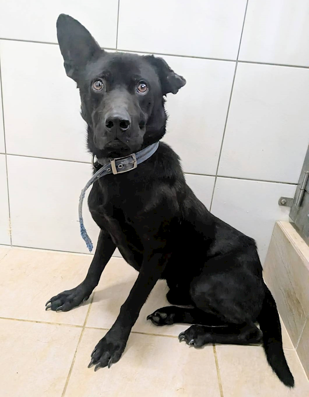 新竹縣動物保護教育園區,編號:437584, 混種犬          