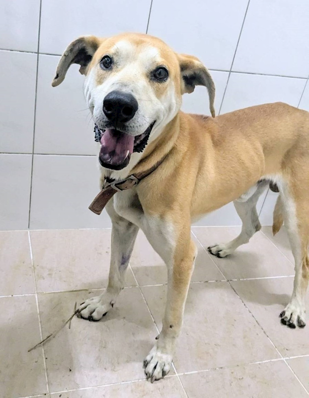 新竹縣動物保護教育園區,編號:437585, 混種犬          