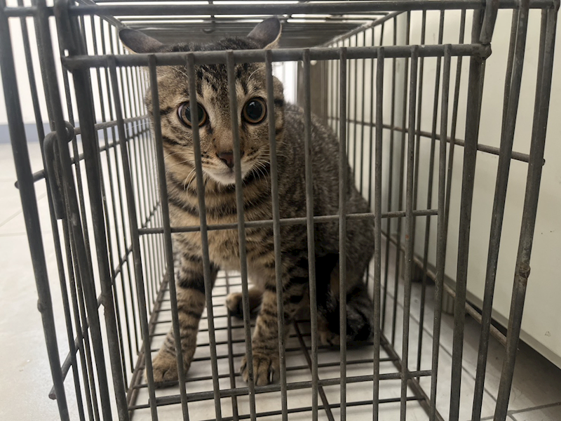 金門縣動物收容中心,編號:437575, 混種貓                 