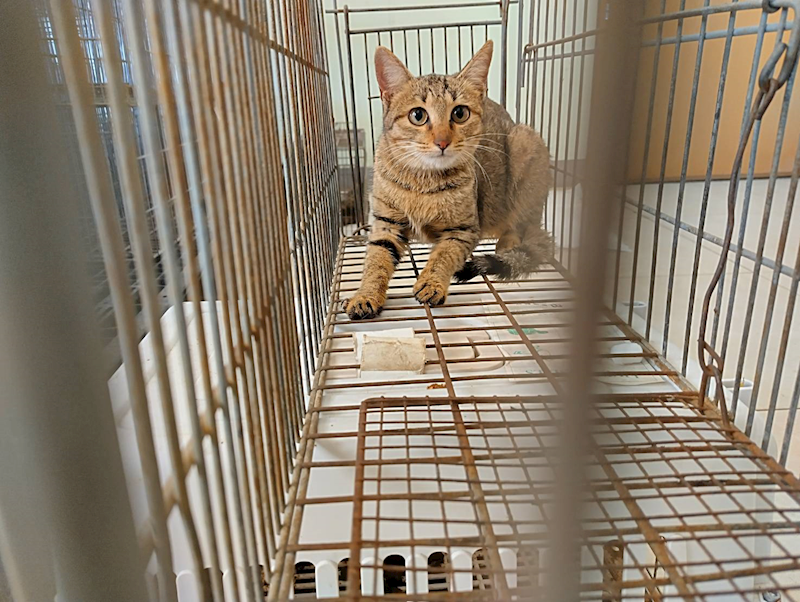 金門縣動物收容中心,編號:437574, 混種貓                 