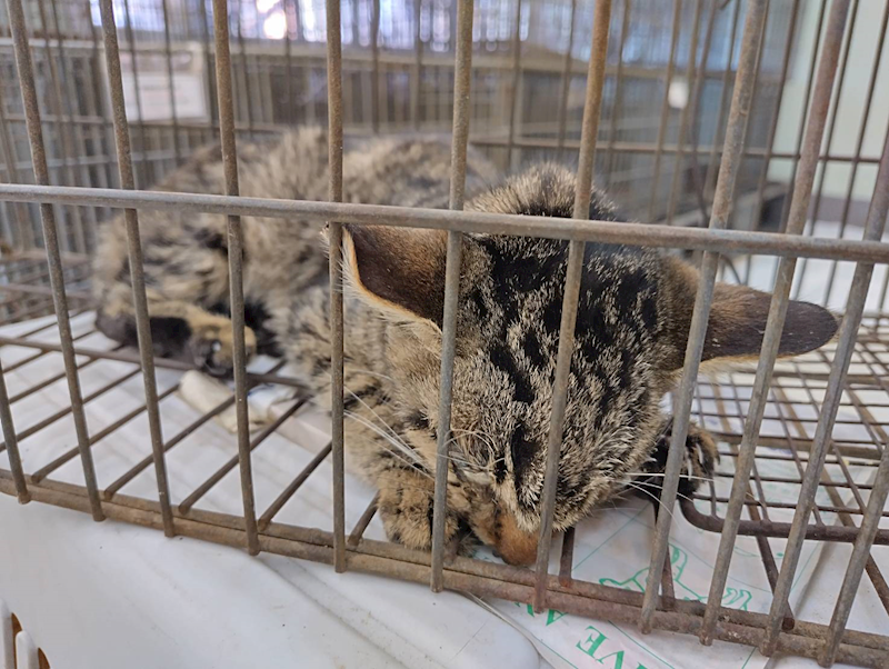 金門縣動物收容中心,編號:437573, 混種貓                 