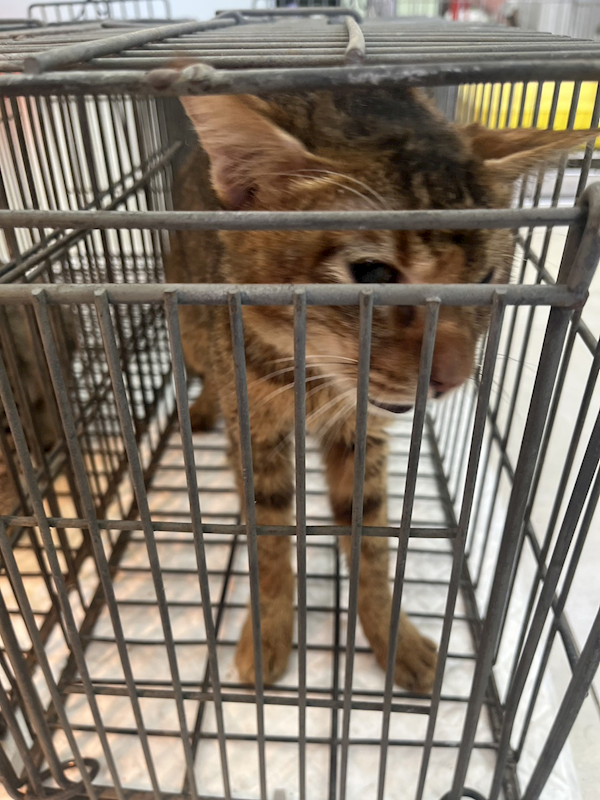 金門縣動物收容中心,編號:437572, 混種貓                 