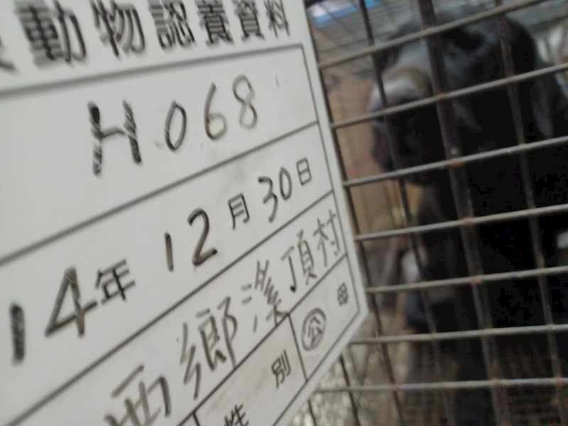 雲林縣流浪動物收容所,編號:437577, 混種犬          