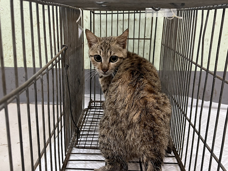 金門縣動物收容中心,編號:437571, 混種貓                 