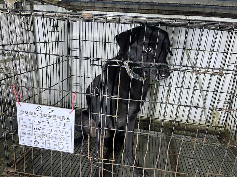 雲林縣流浪動物收容所,編號:437576, 混種犬          