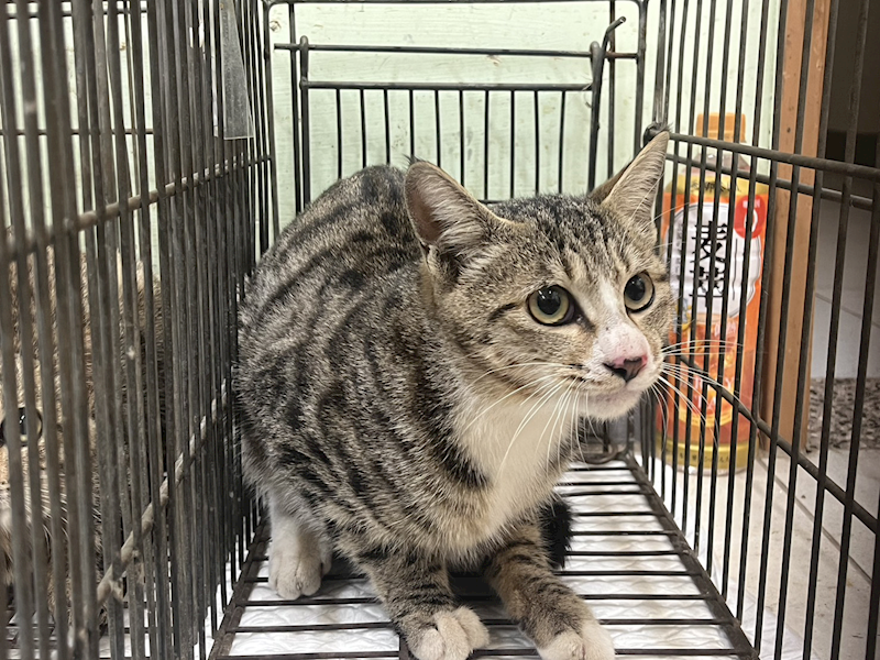 金門縣動物收容中心,編號:437570, 混種貓                 