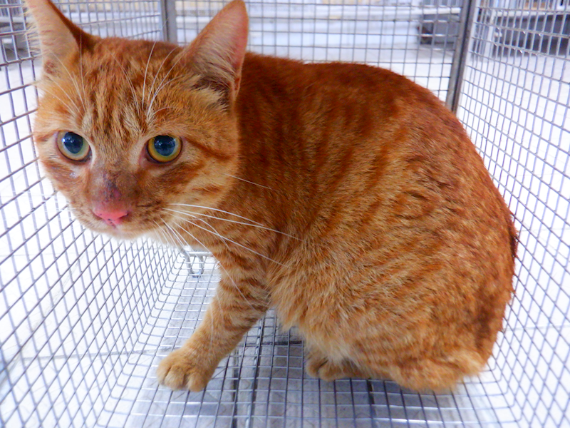 南投縣公立動物收容所,編號:436960, 混種貓                 