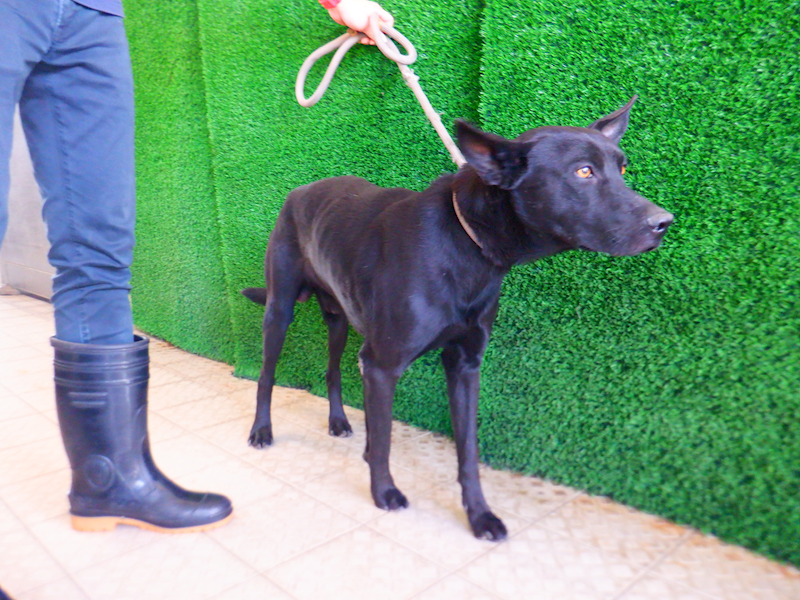 南投縣公立動物收容所,編號:436948, 混種犬          