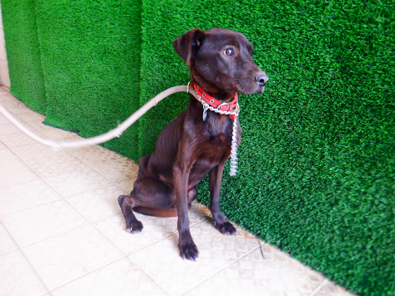 南投縣公立動物收容所,編號:436604, 混種犬          