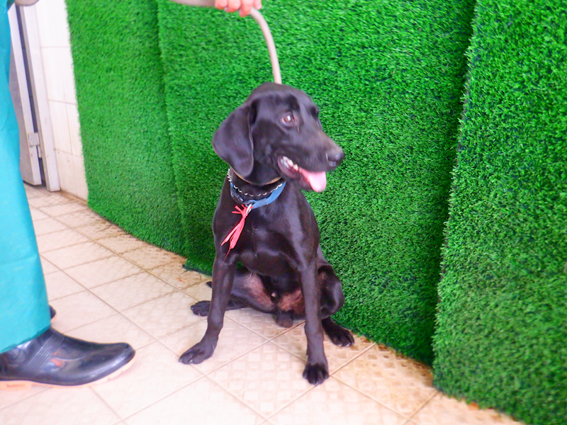 南投縣公立動物收容所,編號:436442, 混種犬          