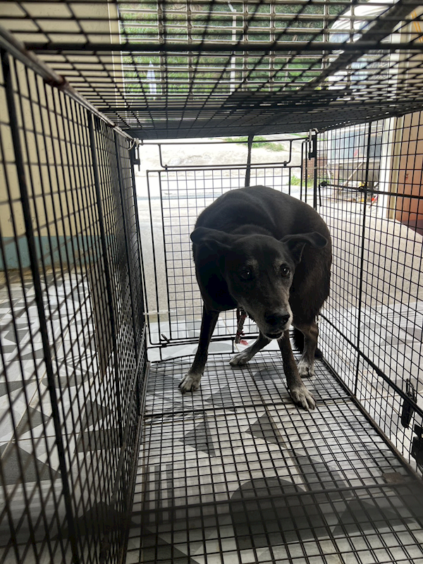 苗栗縣動物保護教育園區,編號:437599, 混種犬          