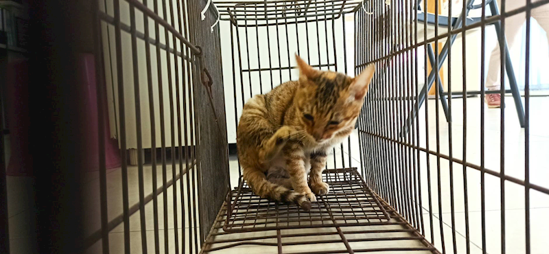 金門縣動物收容中心,編號:437590, 混種貓                 