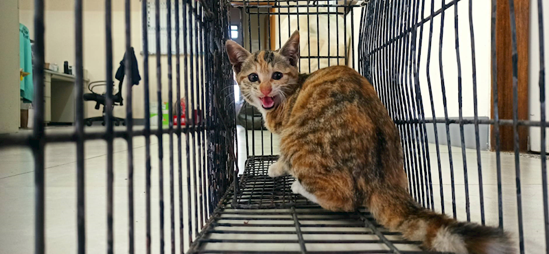 金門縣動物收容中心,編號:437588, 混種貓                 