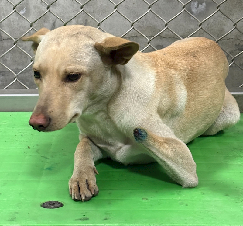 臺東縣動物收容中心,編號:437586, 混種犬          