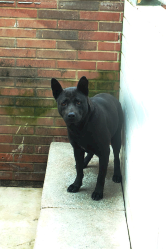 宜蘭縣流浪動物中途之家,編號:437455, 混種犬          