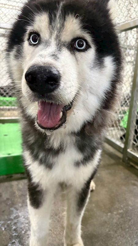 臺東縣動物收容中心,編號:431261, 哈士奇(西伯利亞雪橇犬)