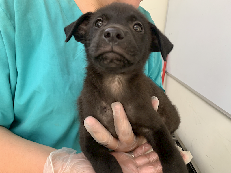 臺北市動物之家,編號:425613, 混種犬          