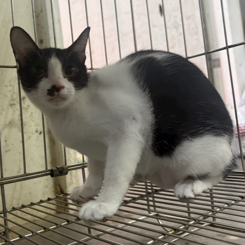 新北市五股區公立動物之家,編號:437547, 混種貓                 