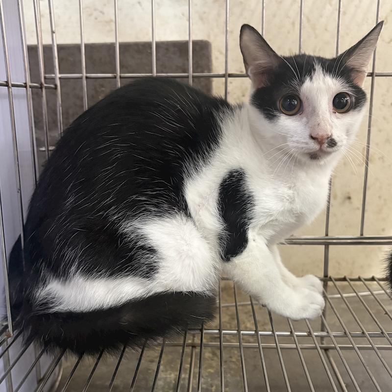 新北市五股區公立動物之家,編號:437545, 混種貓                 