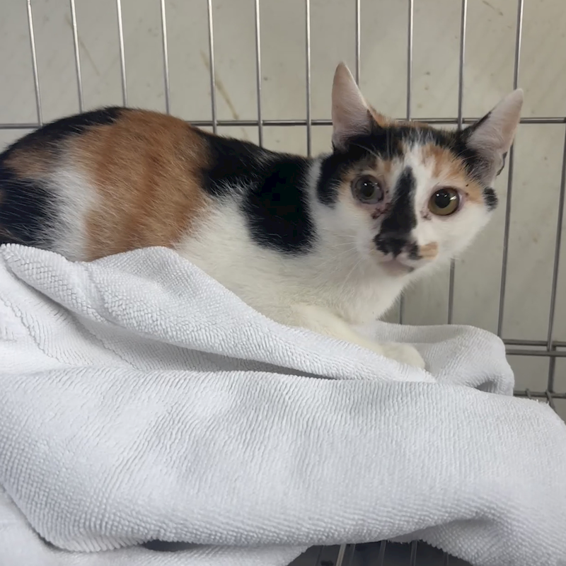 新北市五股區公立動物之家,編號:437544, 混種貓                 