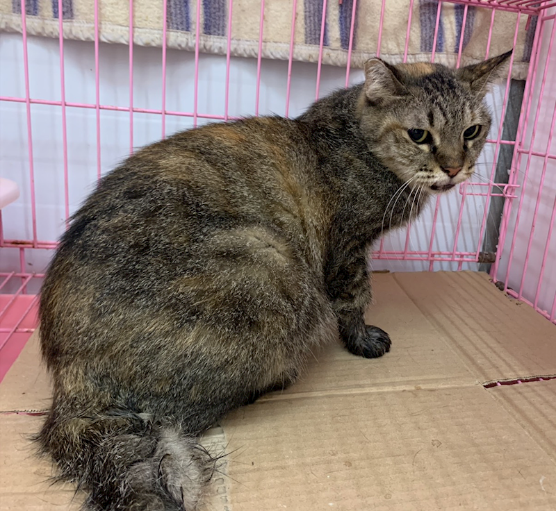 臺北市動物之家,編號:423900, 混種貓                 