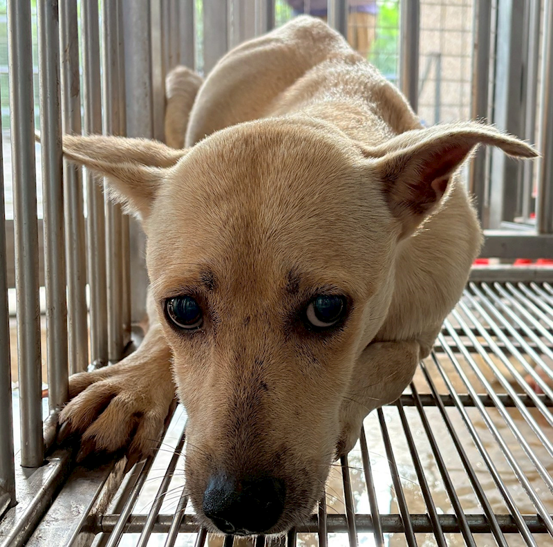 花蓮縣狗貓躍動園區,編號:429928, 混種犬          