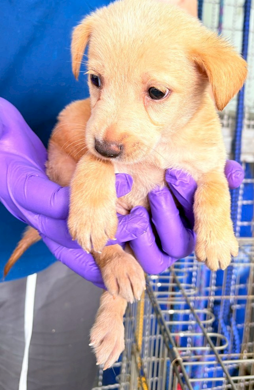 花蓮縣狗貓躍動園區,編號:430546, 混種犬          